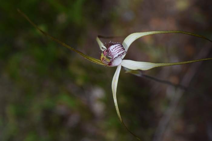 Caladenia - Orchid-spider-0017.JPG